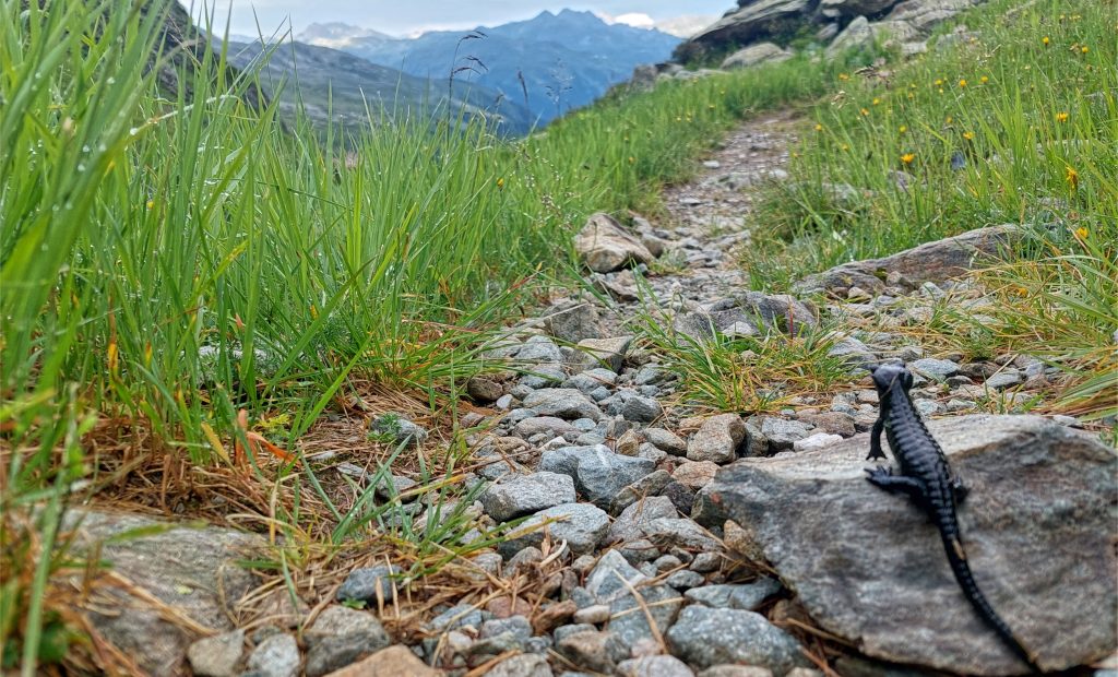 Alpensalamander